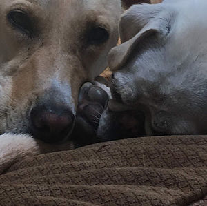 Meet your Posher, Grace